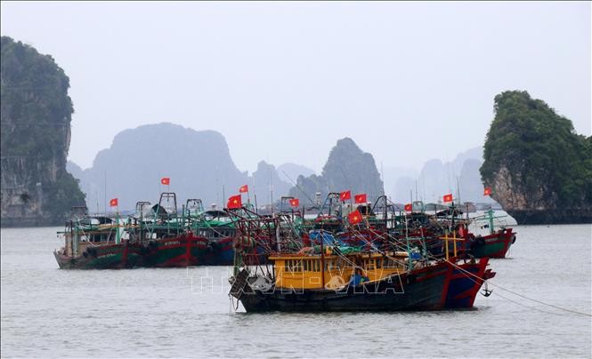 Các tàu đánh cá neo đậu tránh trú bão (Quảng Ninh). Ảnh: Văn Đức/TTXVN