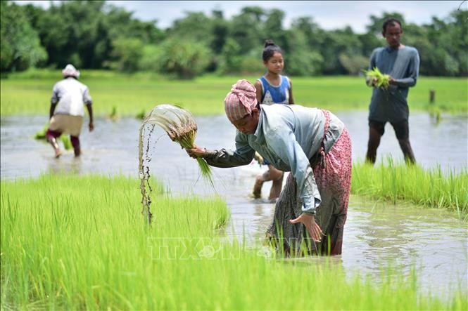 Nông dân trồng lúa trên cánh đồng tại Nagaon, bang Assam, Ấn Độ, ngày 27/7/2023. Ảnh: THX/TTXVN