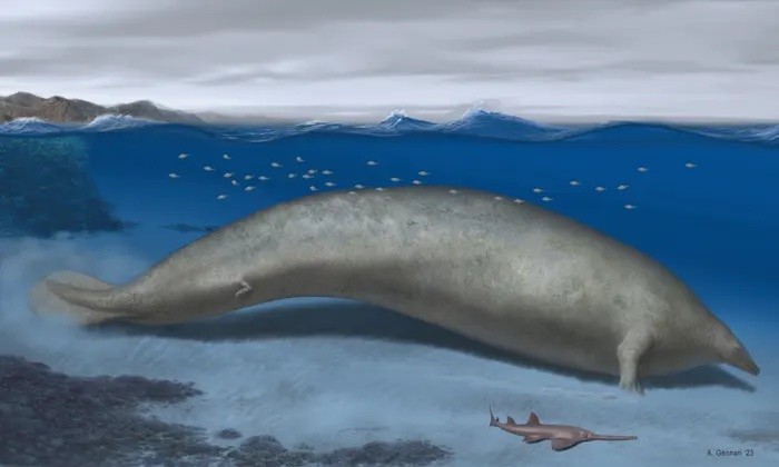 Hình ảnh phục dựng cá voi khổng lồ Peru sống trong môi trường sống ven biển. Ảnh: The Guardian