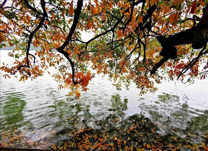 Vẻ đẹp mùa thay lá trên hồ Gươm. Ảnh: Thành Đạt/TTXVN