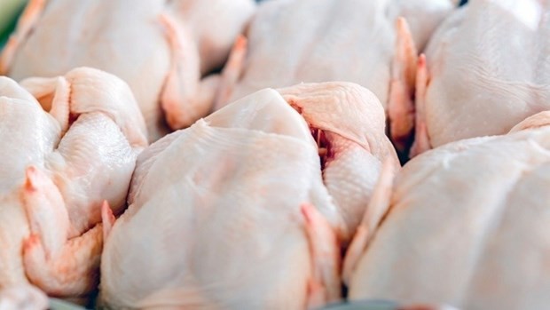 Thịt gà nhiều khả năng là nguồn gây bùng phát đợt nhiễm khuẩn salmonella ở 11 quốc gia trong khu vực. (Nguồn: Foodnavigator)