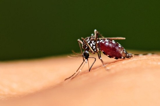 5 lý do khiến bạn dễ bị muỗi đốt hơn người khác