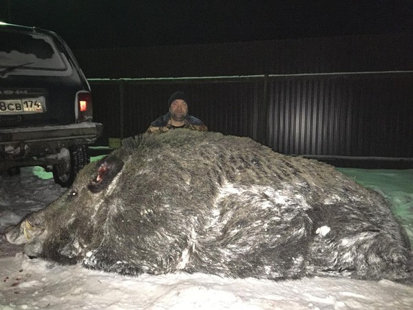 Lợn rừng 500 kg bị thợ săn Nga bắn chết