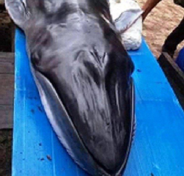 Cá voi ‘khủng’ 200kg dạt vào bờ biển Quảng Nam