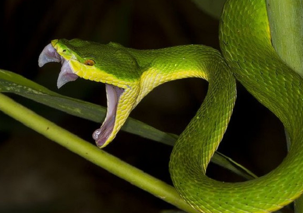 Những điều cần biết về sự nguy hiểm của rắn lục đuôi đỏ