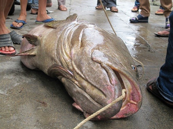 Bắt được cá mú 'khổng lồ' 70kg gần bờ biển Đà Nẵng