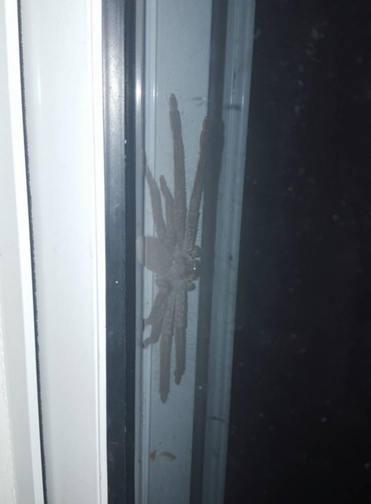 Kinh hãi phát hiện nhện thợ săn khổng lồ nấp ngoài cửa nhà