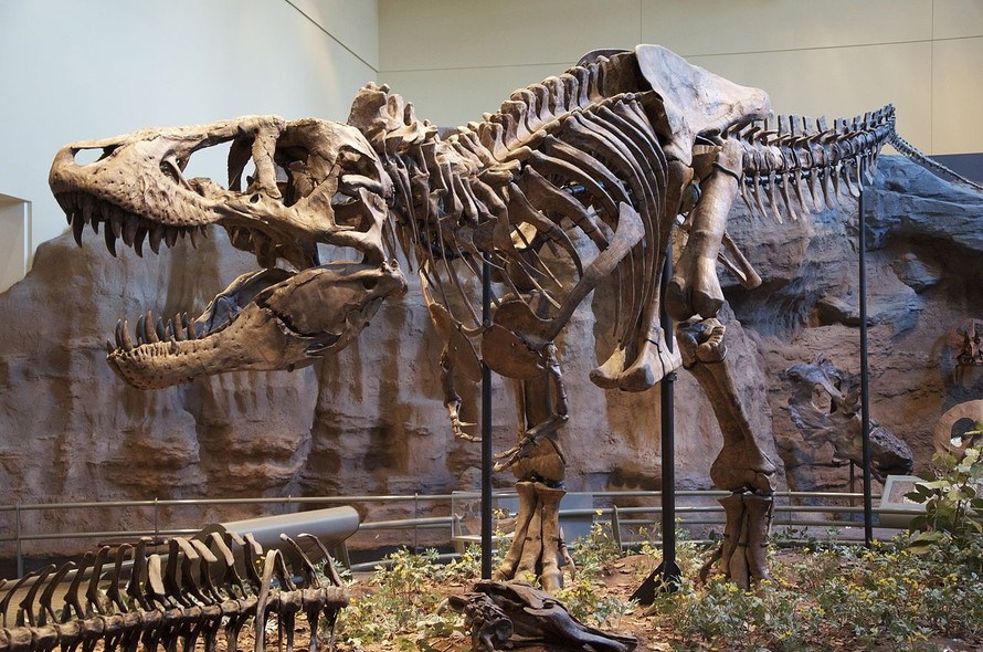 Máu của khủng long vẫn tồn tại trong hóa thạch suốt 80 triệu năm