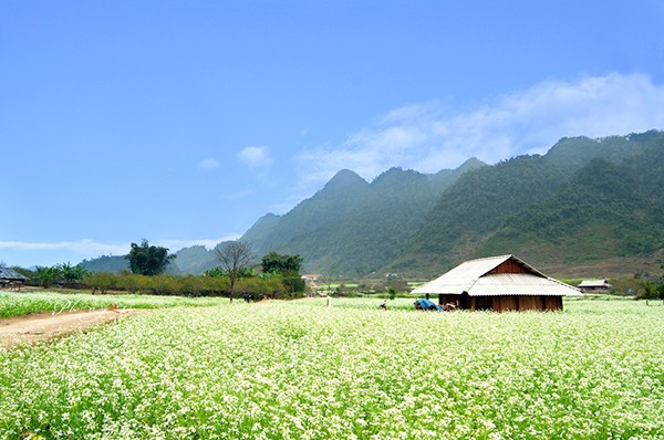 Địa điểm ngắm hoa cải đầu đông tuyệt nhất ở Mộc Châu
