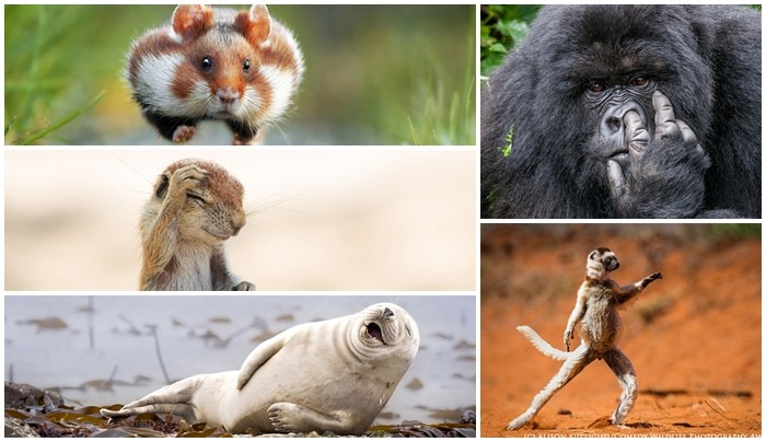 Bật cười trước những bức ảnh động vật hài hước nhất năm 2015