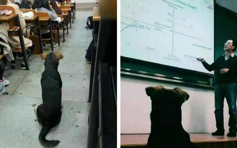 Kỳ lạ chó đi học đại học ở Trung Quốc