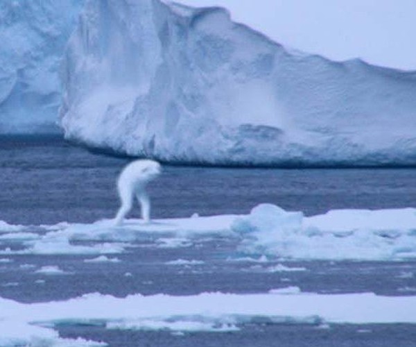 Quái vật giống người ở Nam Cực gây xôn xao cộng đồng mạng