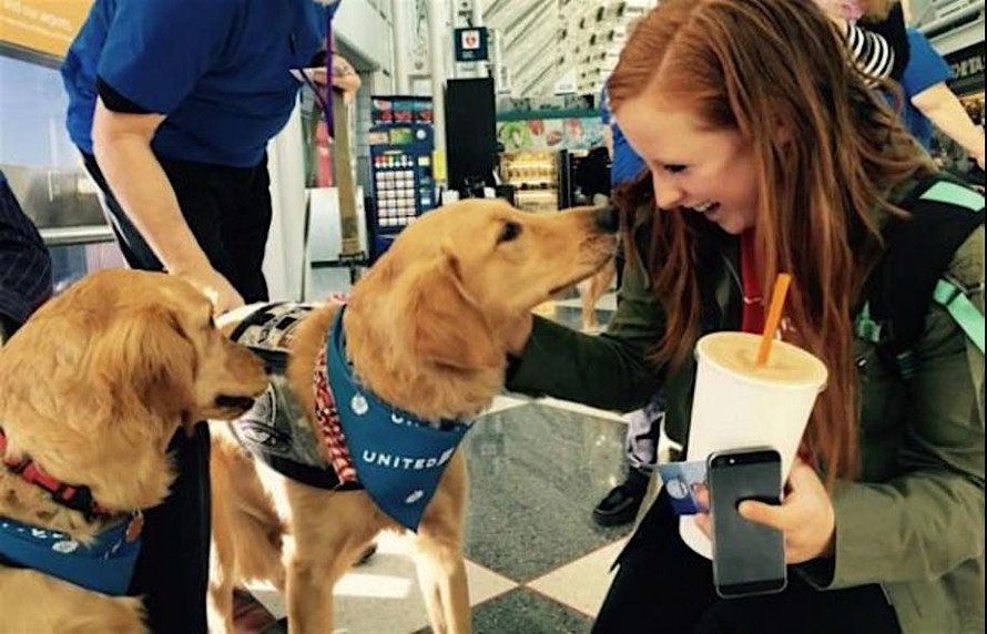 Đưa chó tới sân bay giúp hành khách xả stress
