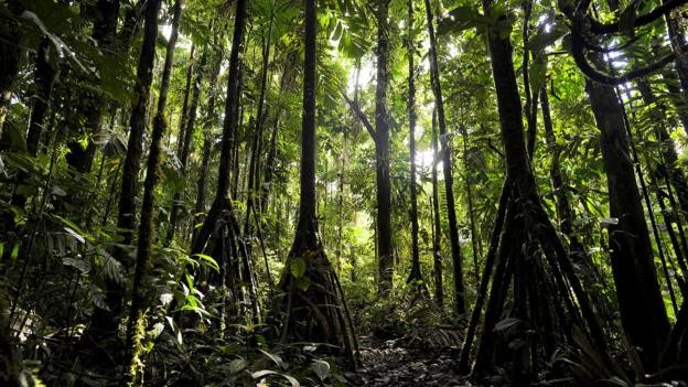 Bí ẩn loài cây có thể di chuyển 20 m mỗi năm ở Ecuador