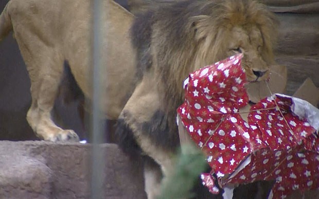 Sở thú Ba Lan tặng quà Giáng sinh cho động vật