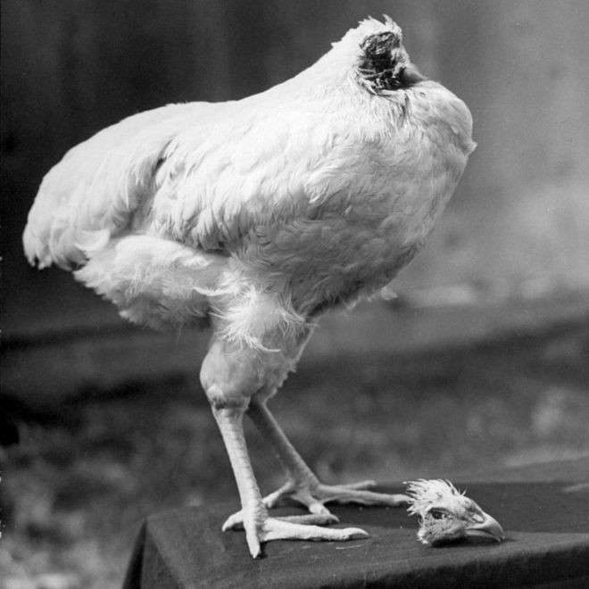 Vì sao chú gà có thể sống 18 tháng mà không có đầu?