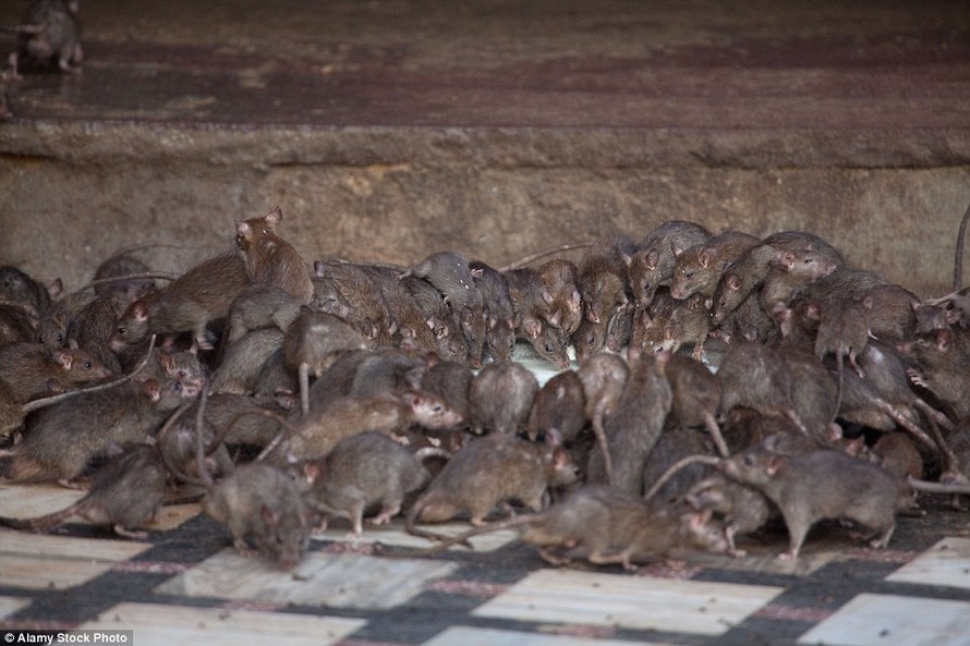 Kỳ lạ ngôi đền nuôi tới 20 nghìn con chuột ở Ấn Độ