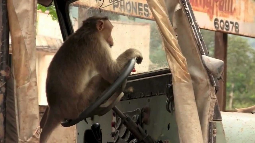 Thừa lúc tài xế ngủ, khỉ lẻn vào lái xe buýt gây tai nạn liên hoàn