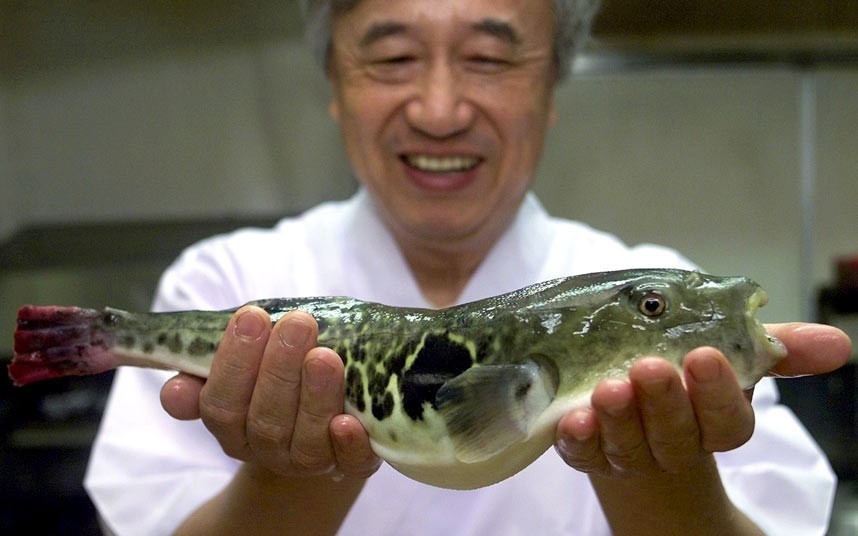 Đặc sản ẩm thực Nhật chứa độc tố có thể giết chết 30 người