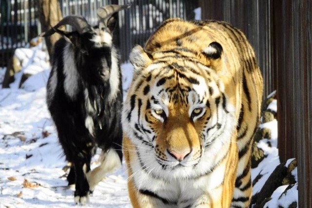 Lạ lùng hổ kết thân với con mồi tại công viên ở Nga