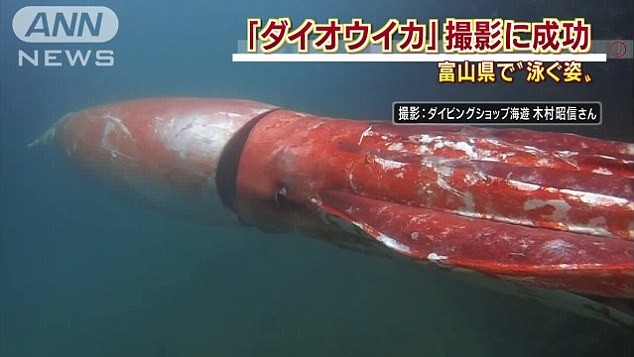 Mực khổng lồ quý hiếm bất ngờ xuất hiện ở cảng biển Nhật Bản