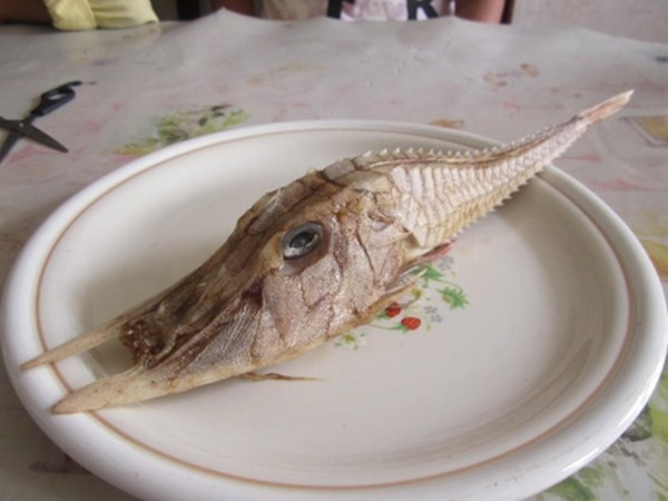 Bắt được cá kì lạ có răng nanh dài như kiếm ngoài khơi Malaysia