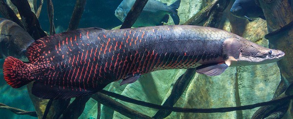 Khám phá 'quái vật nước ngọt lớn nhất hành tinh' ở Amazon