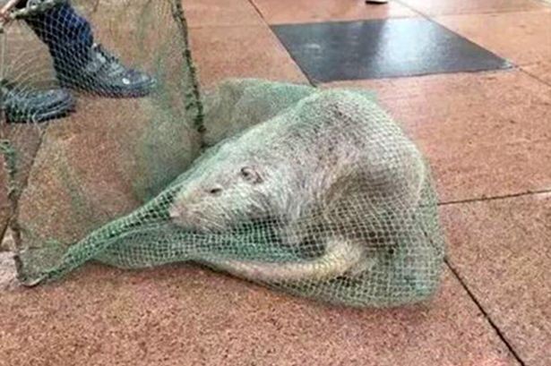 Trường học 'tá hỏa' phát hiện chuột khổng lồ dài 1 mét, nặng 10 kg