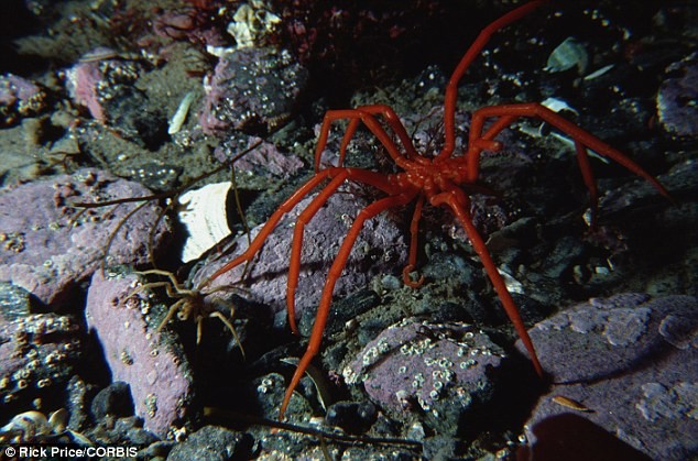 Phát hiện loài nhện biển khổng lồ ở Nam Cực gây chấn động