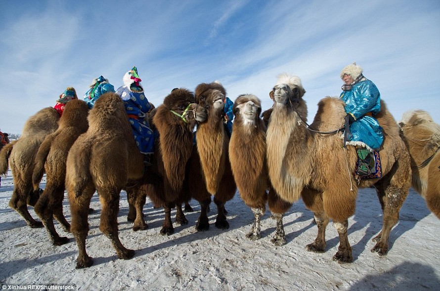 Lễ hội đua lạc đà độc đáo ở Mông Cổ