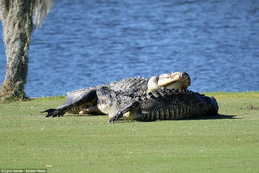 Cá sấu gây sửng sốt khi quyết chiến ngay trên sân golf
