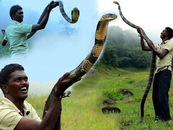 Hãi hùng người đàn ông 3000 lần bị rắn độc cắn không chết
