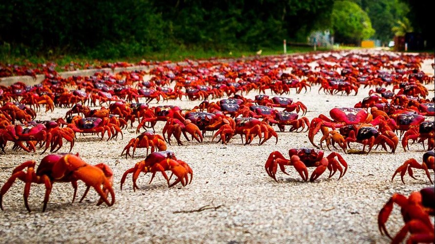 Hàng triệu chú cua đỏ diễu hành dày đặc trên đảo Giáng sinh