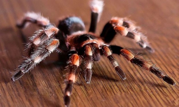 Lính cứu hỏa giải cứu thành công… 60 con nhện khỏi hỏa hoạn