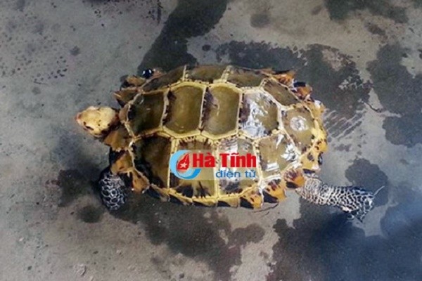 Bắt được rùa vàng quý hiếm giá trăm triệu ở Hà Tĩnh