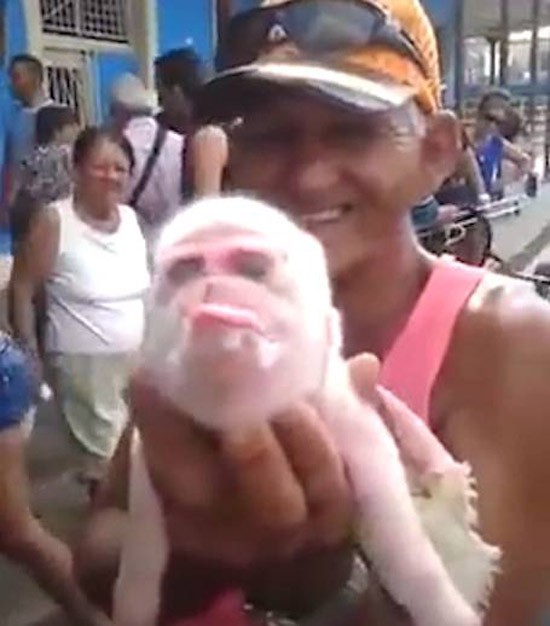 Kỳ lạ sinh vật mình lợn, mặt khỉ chào đời ở Cuba