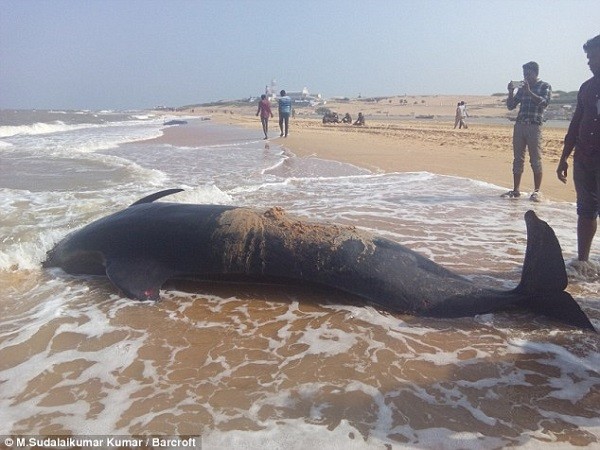  Bí ẩn về vụ tự sát hàng loạt của cá voi trên bờ biển Ấn Độ