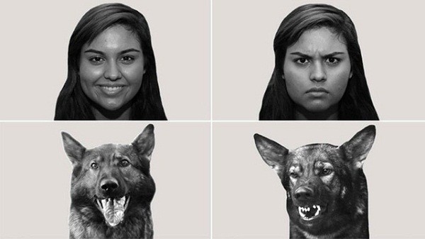 Khoa học chứng minh loài chó có thể hiểu được cảm xúc của con người