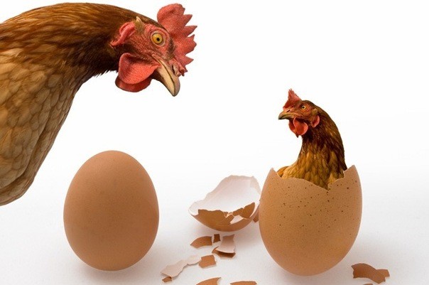 Đáp án thú vị cho câu hỏi: Trứng có trước hay gà có trước?