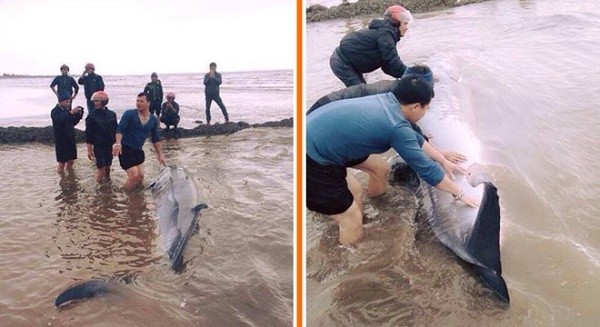 Người dân xúm vào giải cứu cá voi bị mắc cạn ở Nam Định