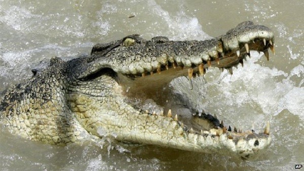 Bị cá sấu nuốt chửng cánh tay khi ngồi hóng mát bên sông