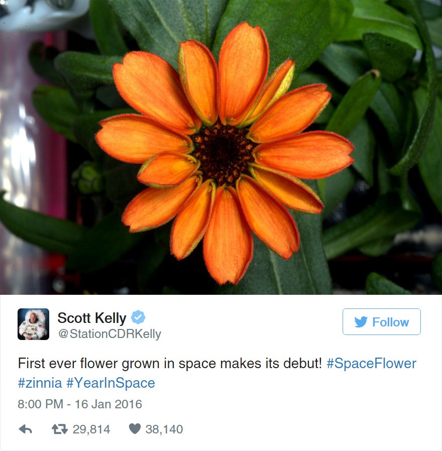 Bông hoa đầu tiên của NASA nở trong không gian