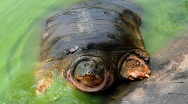 ‘Cụ’ rùa Hồ Gươm và lần vớt lưới trị bệnh đáng nhớ
