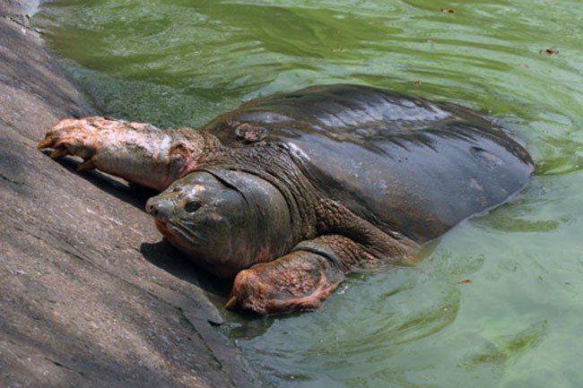 Cụ rùa Hồ Gươm qua đời - Hà Nội bàn cách bảo quản