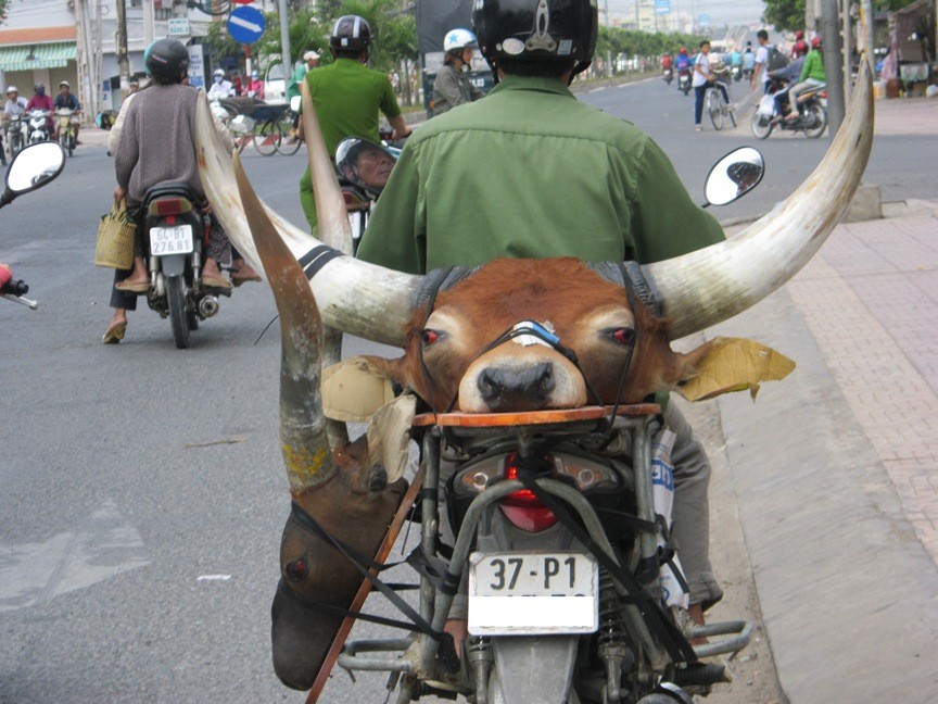 Đầu thú ‘quý hiếm’ giá rẻ xuống đường phố Sài Gòn