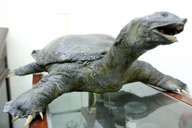 Tiêu bản cụ rùa Hồ Gươm sẽ được xử lý như thế nào?
