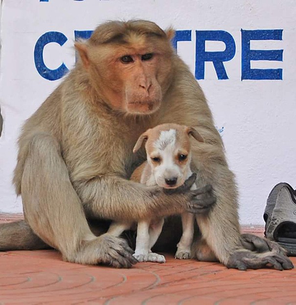Kì lạ mẹ khỉ nhận nuôi, chăm sóc chó con như con đẻ