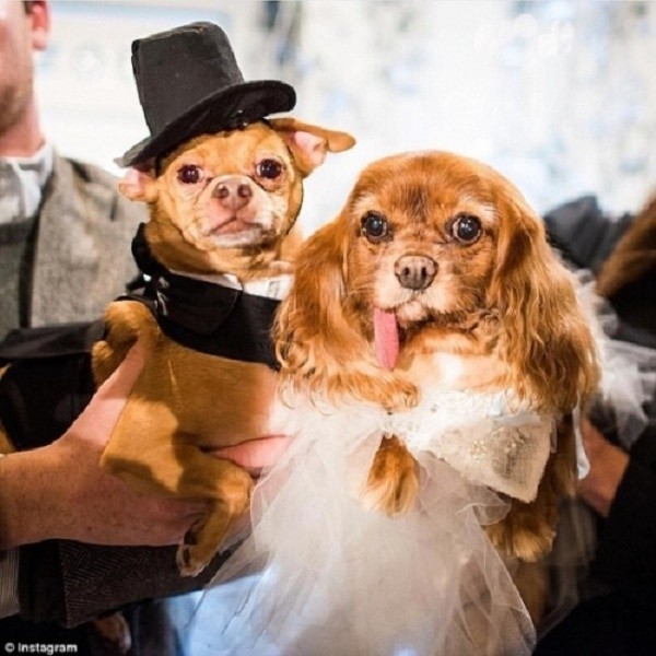 Váy cưới hơn 200 triệu, vòng cưới 2,9 tỷ của cặp chó nổi tiếng