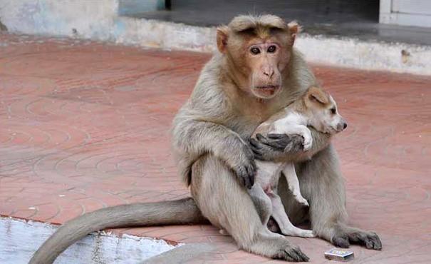 Cảm động câu chuyện khỉ 'nhận nuôi' chú chó mồ côi