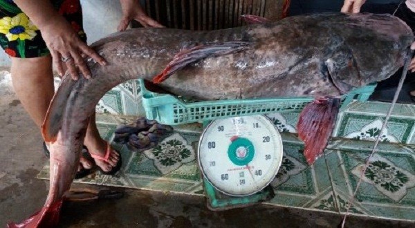 Bắt được cá lăng khổng lồ dài 1,7m ở Đắk Nông